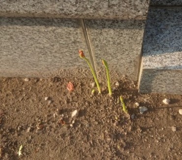彼岸花はまばらです 