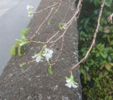 江戸ヒガンサクラに花が見えました 8月から9月に葉を落としました 去年も新聞などで狂い咲きのサクラがニュースになっていました 