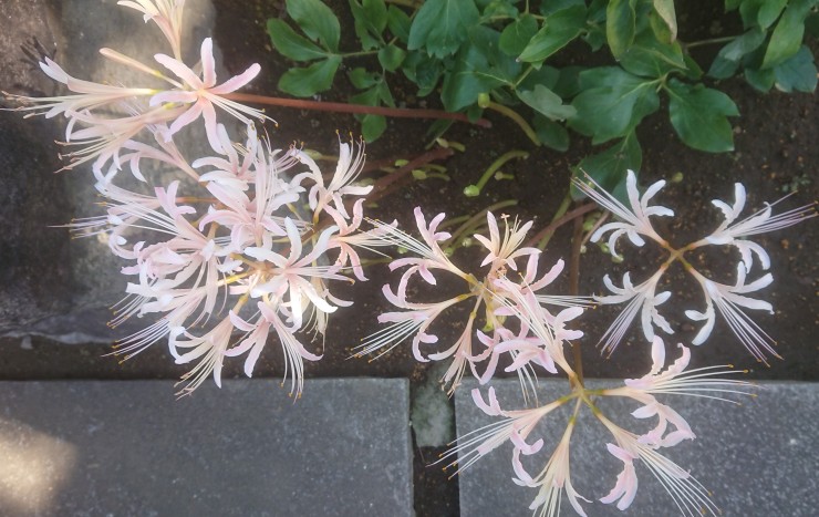 ピンクのある白の彼岸花 リコリスアルビフローラ