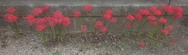 秋のお彼岸の後半になったようやく彼岸花が咲きそろってきました しかし元気がない感じです