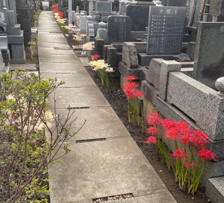 福性寺の東西参道 左側は水道工事のために花が咲かなくなりました