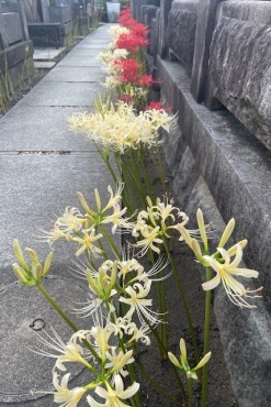 近くで見ると白と赤の花では構造が異なります