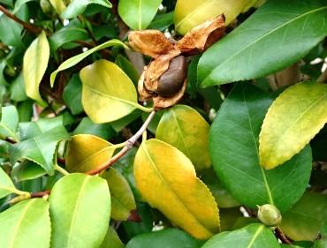 ツバキの木の実（中央）と花芽（左下）です