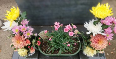 供花 最近は鉢植えを見るようになりました 以前はありませんでした