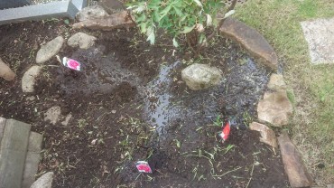 ぼたん（牡丹）専用の花壇 苗木 ピンク２株 アカ1株　葉はありません 苗木についてきた紙の札の中でさいています 中央上の緑の葉は黄色と赤の花の咲くぼたんの書く株 合わせて5株