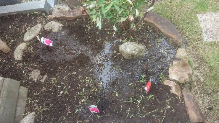 ぼたん（牡丹）専用の花壇 苗木 ピンク２株 アカ1株　葉はありません 苗木についてきた紙の札の中でさいています 中央上の緑の葉は黄色と赤の花の咲くぼたんの書く株 合わせて5株