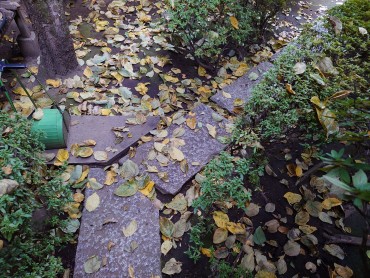 風の吹いた後の柿の木からの落ち葉です