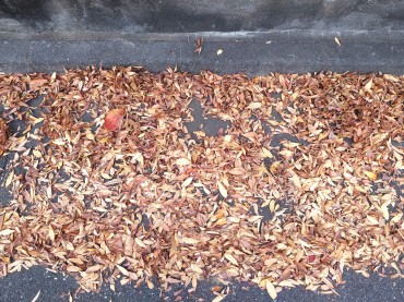 ケヤキの落ち葉です 以前は落ち葉の焚火で楽しかった 現在は禁止らしい