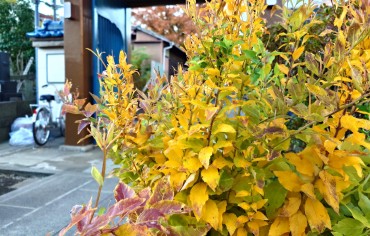 キキョウです 1週間前には花があったような気がします