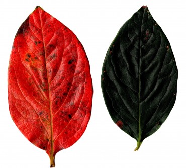 左は地上にあった紅葉 右は木にあった緑の葉