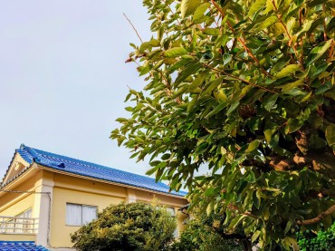 右の柿の木の下に孝養があり木から緑の葉を採りました