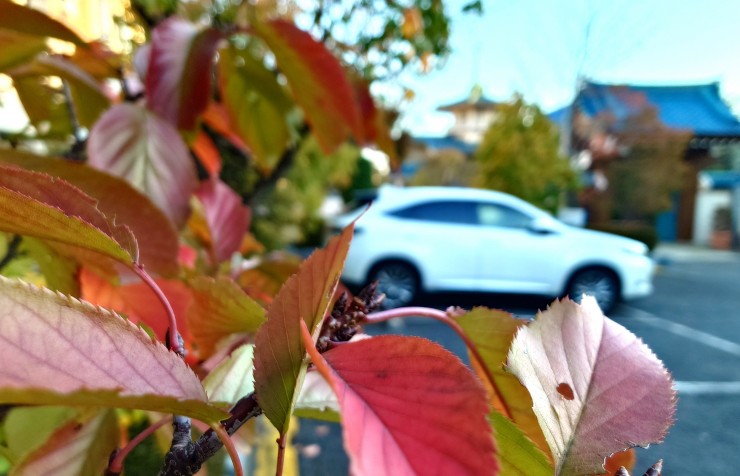 駐車場の陽光桜の紅葉 空に近い枝の葉は紅葉後に楽勝しています