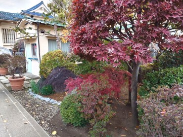 福性寺のモミジです 朝参道を掃いてもすぐに落ち葉まきます