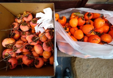 今年の柿の実の収穫 左が甘柿 右は渋柿