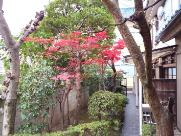 モミジは鮮やかな赤になってきました