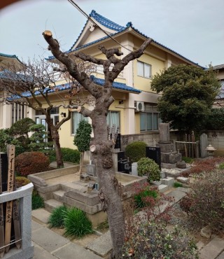 伐採中の枯れたソメイヨシノ