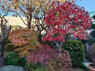 3種類のモミジの木が見えます