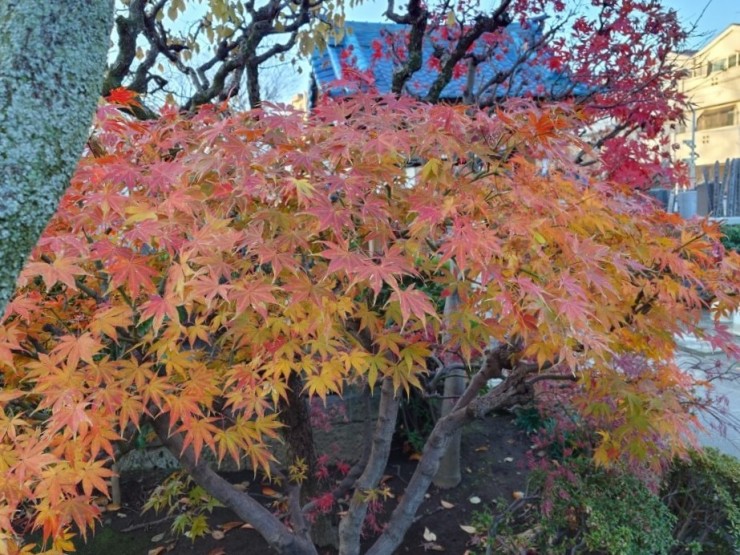 紅葉 赤と黄色の微妙な色が美しいです 12月中旬ですけれど