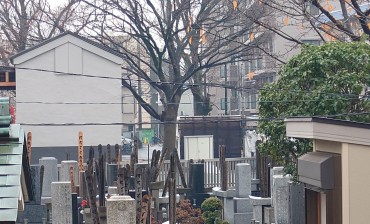 中央の葉のない大きな木の左にキリン通りを走る自転車が見えます