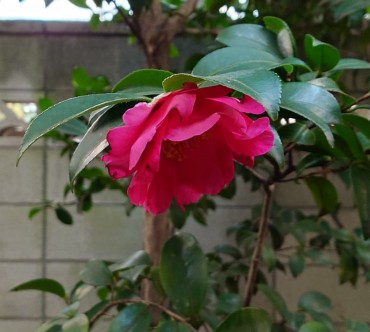 最近のサザンカはツバキとのハイブリッドらしく色が濃いです