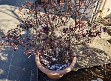 今朝の午前中 随所に霰アラレを見ることができました