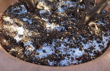 上の写真の拡大です 5mmぐらいの大きさです