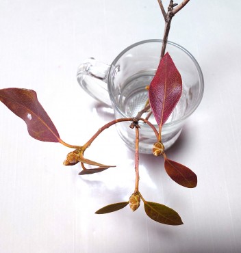 カネコゲンカイツツジの小枝 とりあえずジョッキに置きました 花芽（ツボミ）が大きくて咲くのではないでしょうか