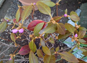 カネコゲンカイツツジの花芽=ツボミに色が見えます