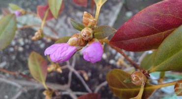 花芽の拡大です