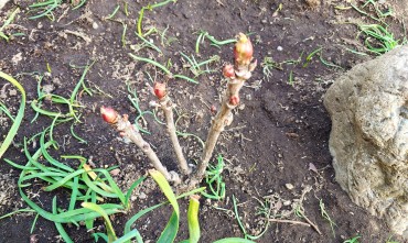 ボタンの芽が開き出しています 今年もたくさんの花をつけそうです