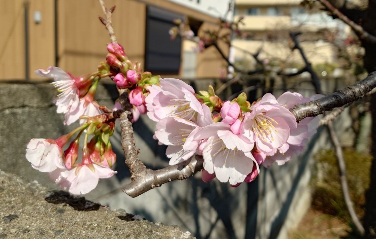 本当に向かって左 区道近くの安行寒緋桜が咲き出しています 墓参にお出かけください