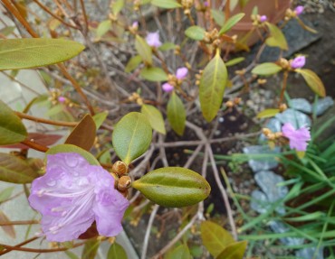 カネコゲンカイツツジ かなり咲いている株があります