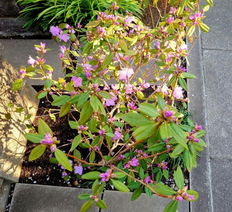 今年植えたカネコゲンカイツツジです お寺向きの渋い木と思いましたがなかなか派手です これから満開です 10株あります 見に来てください