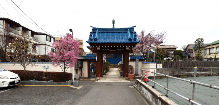 今朝の福性寺 山門の向かって左にハクモクレンとおかめ桜 右の遠くに安行桜