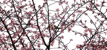 安行桜のワカケホクセイインコ。盛んに花を落としています。