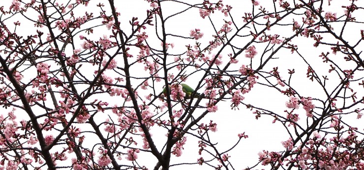 安行桜のワカケホクセイインコ。盛んに花を落としています。
