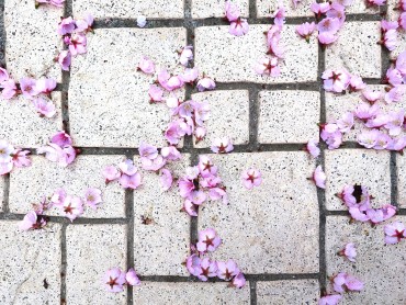 休息所に落ちたサクラの花。地面の二分の一が桜の花という感じです。