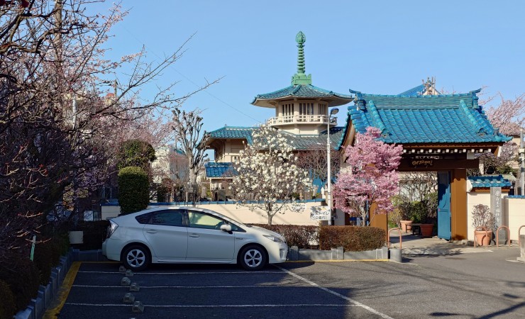 左に安行桜とツボミのアンズ 門前にハクモクレンとおかめ桜