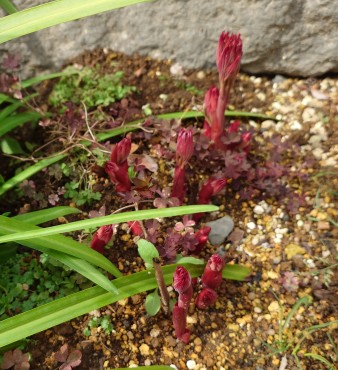 シャクヤクの地上茎 