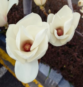 ハクモクレンの花 咲いたあとすぐに散ります