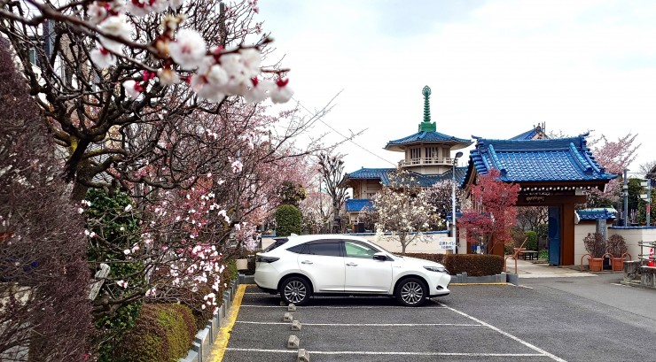 今朝の福性寺 陽光桜はまだツボミです アンズは満開です