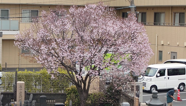 本堂北西にある江戸彼岸桜 五分咲きでしょうか 背景は老人ホーム