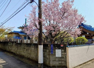 墓地の南西の端の江戸彼岸桜 今日撮影