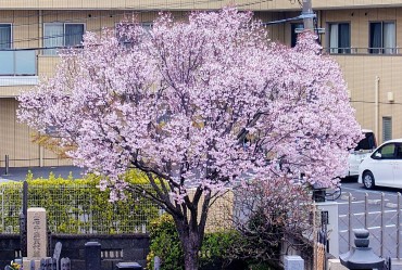 墓地北西の位置の江戸彼岸桜 ほぼ満開と思います 後ろは老人ホーム