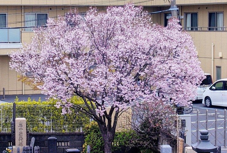 墓地北西の位置の江戸彼岸桜 ほぼ満開と思います 後ろは老人ホーム