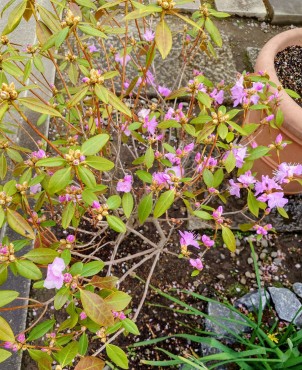 カネコゲンカイツツジ 来年はもう少し色が濃いかもしれないと聞いています
