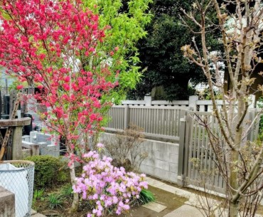 白山神社側の左から花桃カネコゲンカイツツジと通用門をへだてて花リンゴ 