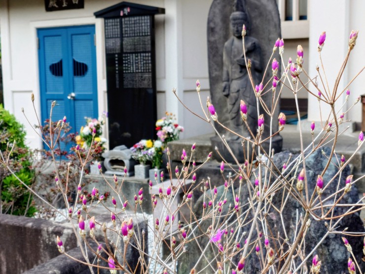 色は紫に近いピンクでしょうか