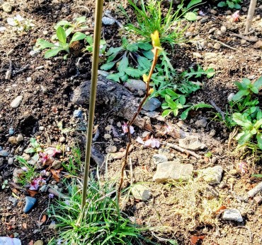 2年目のアンズの木 葉芽が開き出しています　3月12日撮影