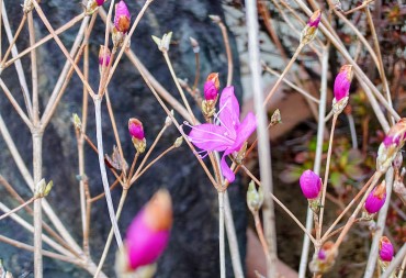 葉より先に花が咲きます